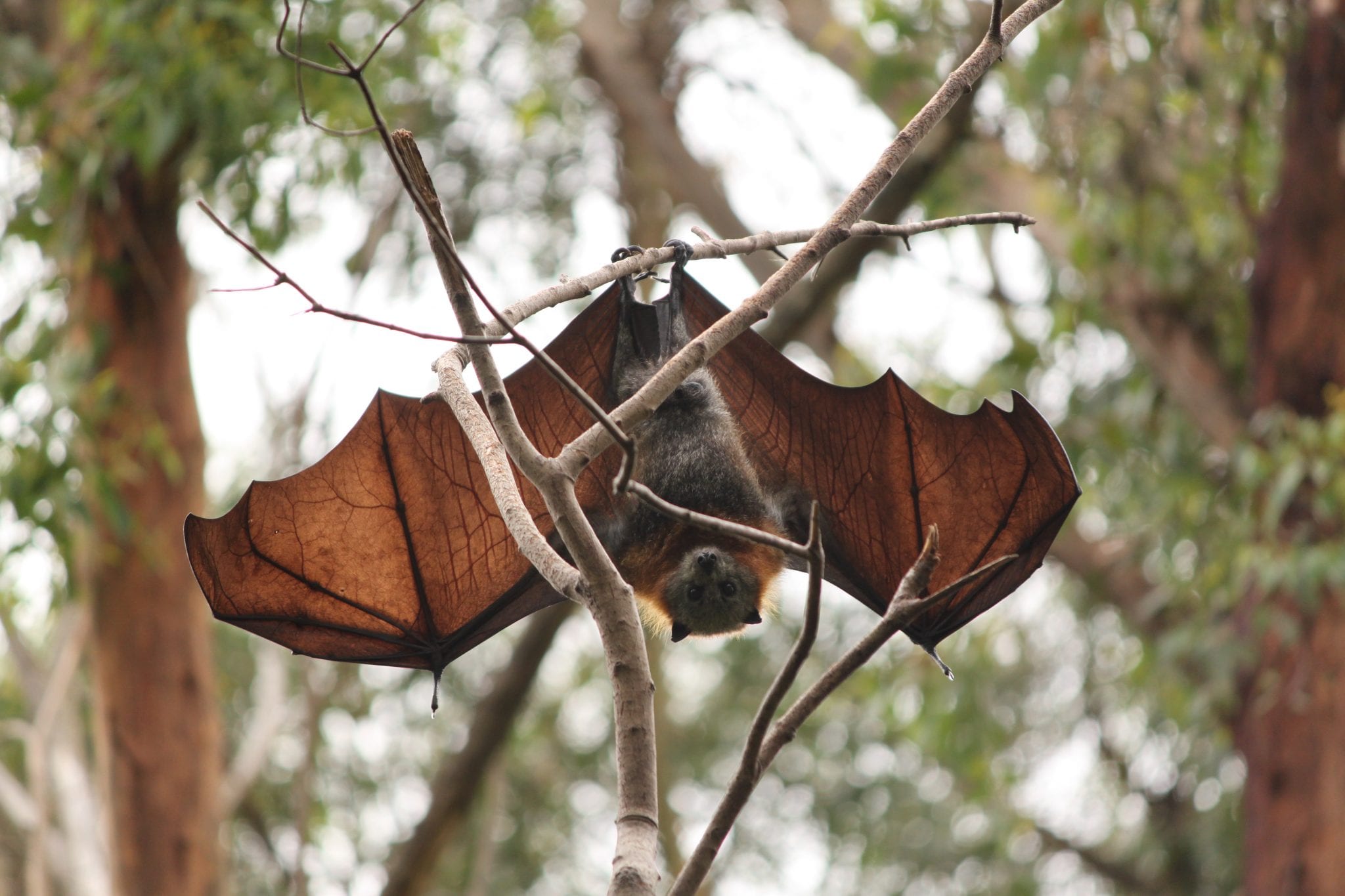 Data Collection on Flying-Fox Heat Stress - Sydney Coastal Councils ...